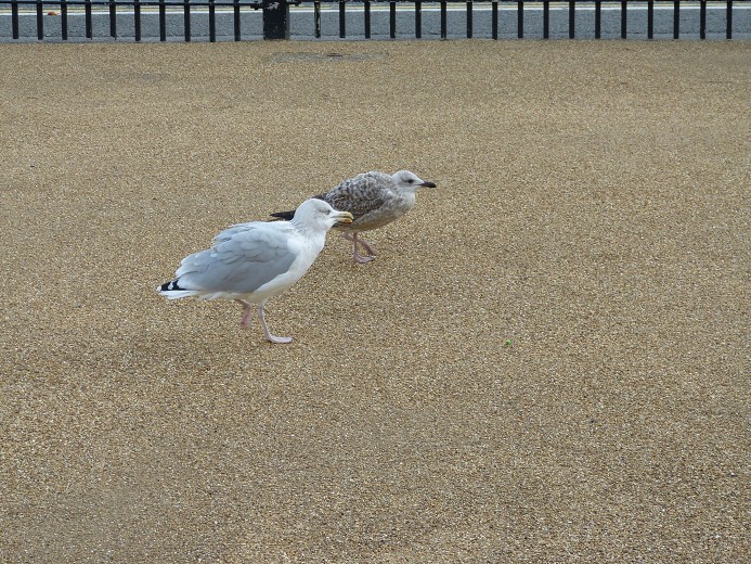 img00058.jpg